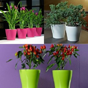 خرید گلدان پلاستیکی خانگی