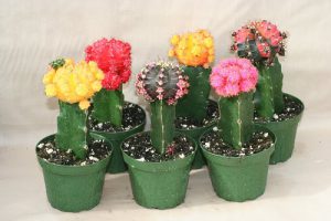 گلدان پلاستیکی رنگی خانگی